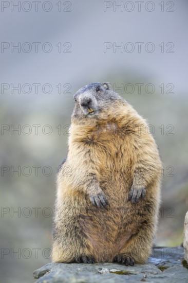 Alpine marmot (Marmota marmota) in autumn, Grossglockner, High Tauern National Park, Austria