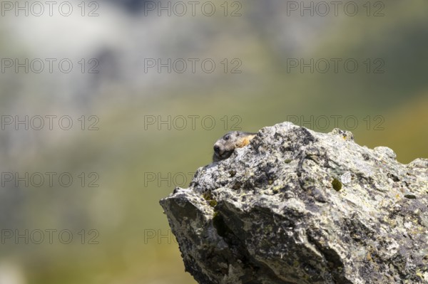 Alpine marmot (Marmota marmota) in autumn, Grossglockner, High Tauern National Park, Austria