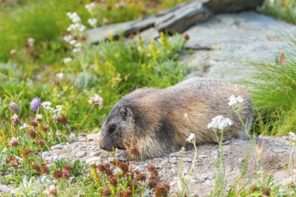 Alpine marmot (Marmota marmota) in autumn, Grossglockner, High Tauern National Park, Austria