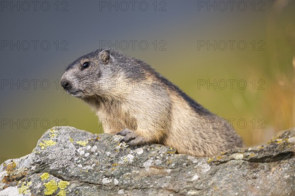 Alpine marmot (Marmota marmota) in autumn, Grossglockner, High Tauern National Park, Austria