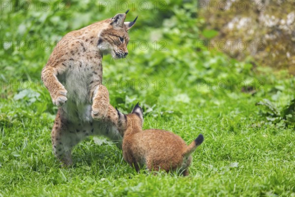 Eurasian lynx (Lynx lynx) youngster on a meadow, Bavaria, Germany