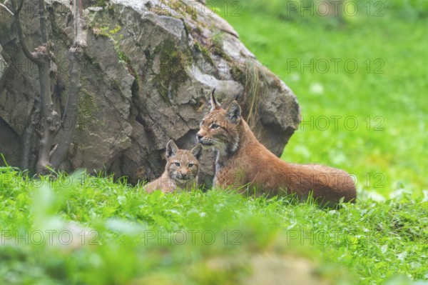 Eurasian lynx (Lynx lynx) mother with her youngster, Austria