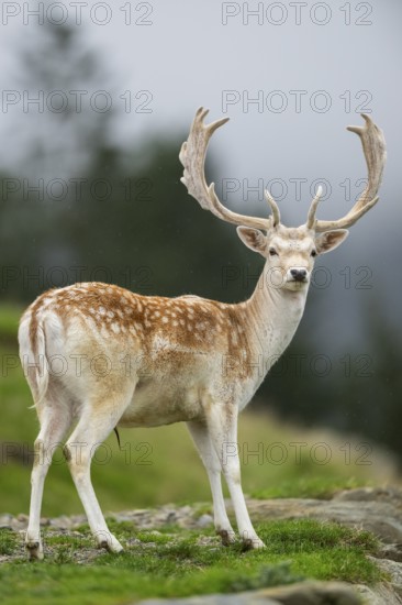 European fallow deer (Dama dama) stag on a meadow, tirol, Kitzbühel, Wildpark Aurach, Austria