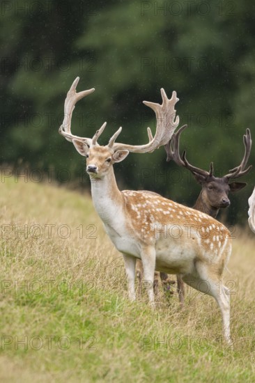 European fallow deer (Dama dama) stags on a meadow, tirol, Kitzbühel, Wildpark Aurach, Austria