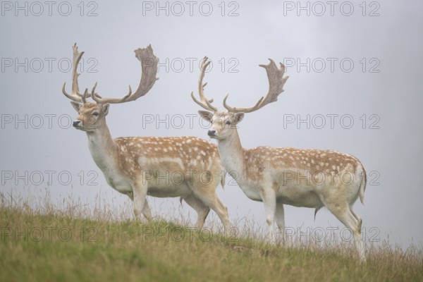 European fallow deer (Dama dama) stags on a meadow, tirol, Kitzbühel, Wildpark Aurach, Austria