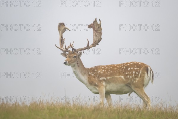European fallow deer (Dama dama) stag on a meadow, tirol, Kitzbühel, Wildpark Aurach, Austria