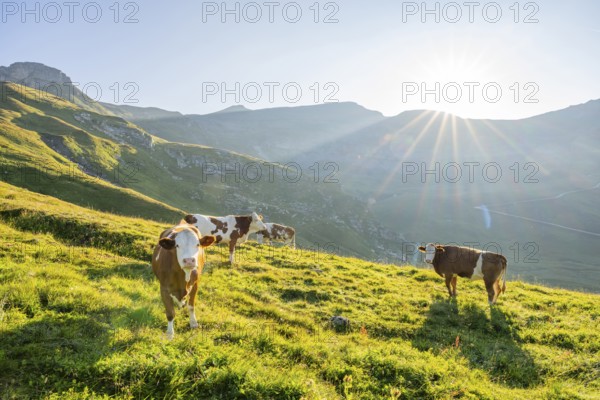 Cattle (Bos taurus) at sunrise in the Mountains at Hochalpenstraße, Pinzgau, Salzburg, Austria
