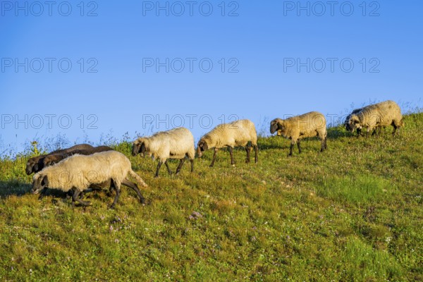 Domestic sheep (Ovis orientalis aries) at sunrise in the Mountains at Hochalpenstraße, Pinzgau, Salzburg, Austria