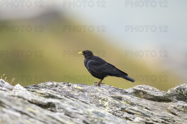Yellow-billed chough (Pyrrhocorax graculus) in the mountains at Hochalpenstraße, Pinzgau, Salzburg, Austria