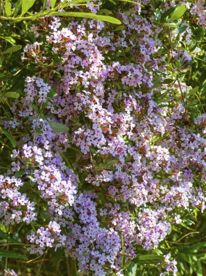 Narrow-leaved summer lilac, narrow-leaved butterfly bush (Buddleja alternifolia)