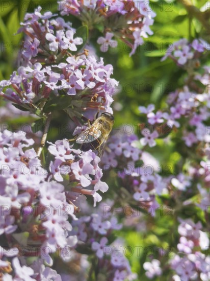Narrow-leaved summer lilac, narrow-leaved butterfly bush (Buddleja alternifolia), drone sitting on flower