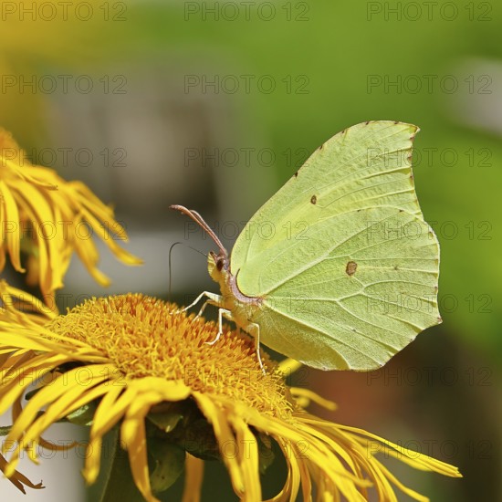 Lemon butterfly (Gonepteryx rhamny) on a yellow flower of a Great Telekie (Telekia speciosa), macro photograph, Wilnsdorf, North Rhine-Westphalia, Germany
