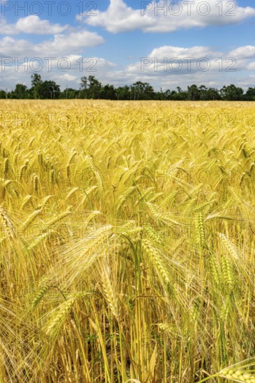 Grain field, in front of harvest, barley, near Bottrop-Kirchhellen, North Rhine-Westphalia, Germany