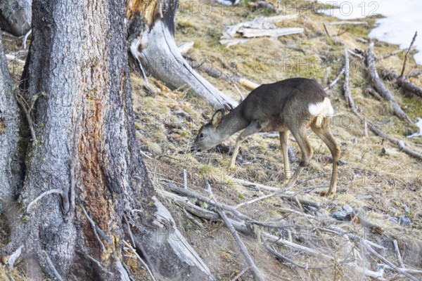 Roe deer (Capreolus capreoöus) Germany