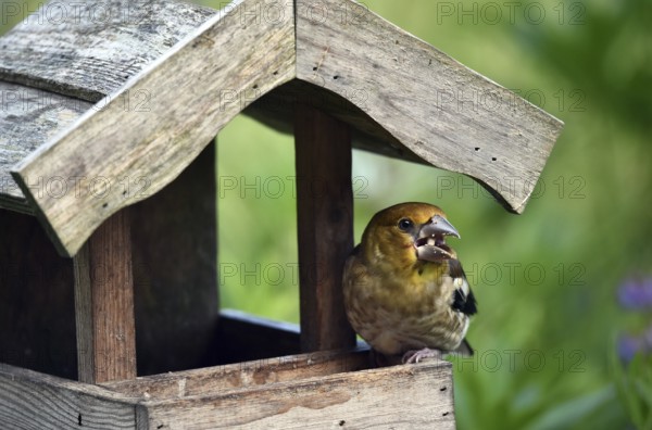 Hawfinch (Coccothraustes coccothraustes) Chicks at the birdhouse