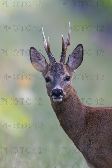 Roebuck in the vineyard in summer, Wittlich, Rhineland-Palatinate, Germany