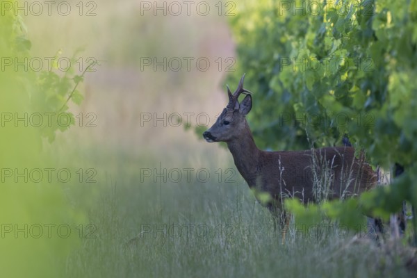 Roebuck in the vineyard in summer, Wittlich, Rhineland-Palatinate, Germany