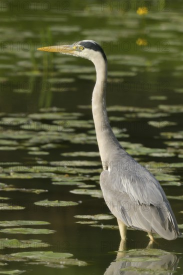 Grey heron (Ardea cinerea), water, hunting, Lower Austria