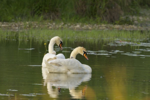 Mute swans (Cygnus olor), juveniles, water, Lower Austria