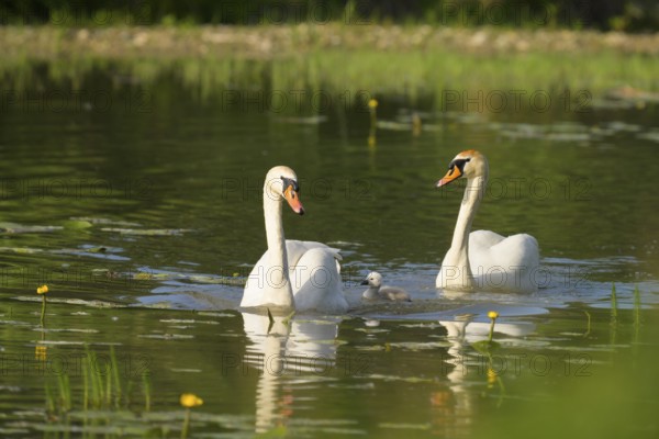 Mute swans (Cygnus olor), juvenile, water, Lower Austria