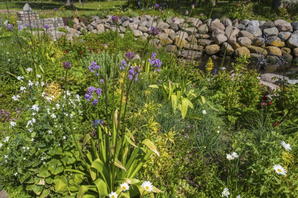 Blooming flowers at the Lachsenbach, Eckernförde, Baltic Sea, Schleswig-Holstein, Germany