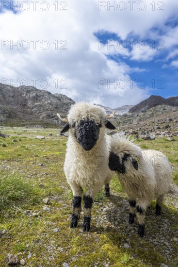 Two Valais Blacknose sheep (Ovis gmelini aries), high alpine mountain valley, Obere Senner Egete, Stubai Alps, near Ridnaun, South Tyrol, Italy