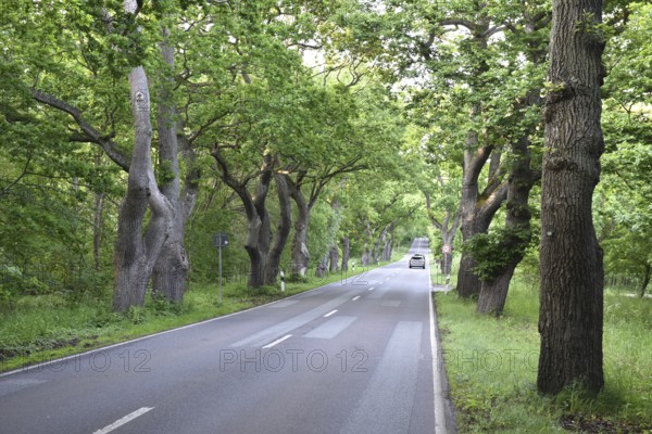 Oak avenue, oaks (Quercus robur) on the island of Rügen, Mecklenburg-Western Pomerania, Germany