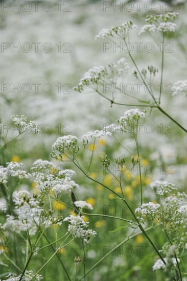 Meadow chervil (Anthriscus sylvestris), May, Germany