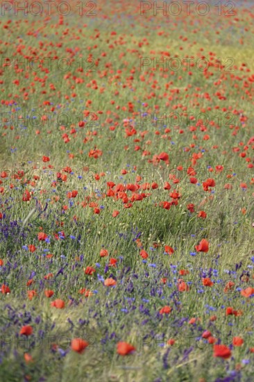 Beautiful picturesque poppy field, June, Germany