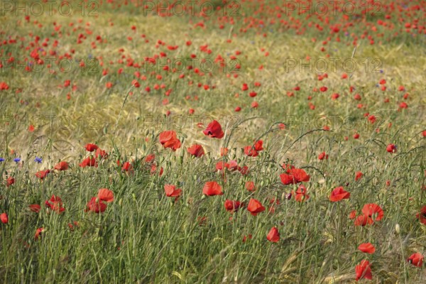 Beautiful picturesque poppy field, June, Germany