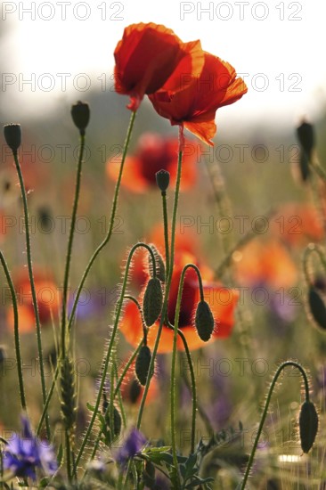 Picturesque beautiful poppies, June, Germany
