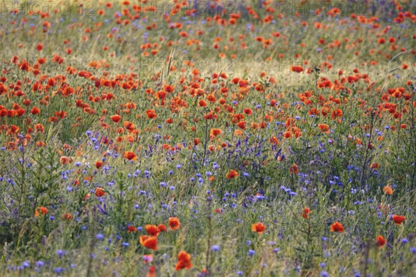 Picturesque beautiful poppies, June, Germany