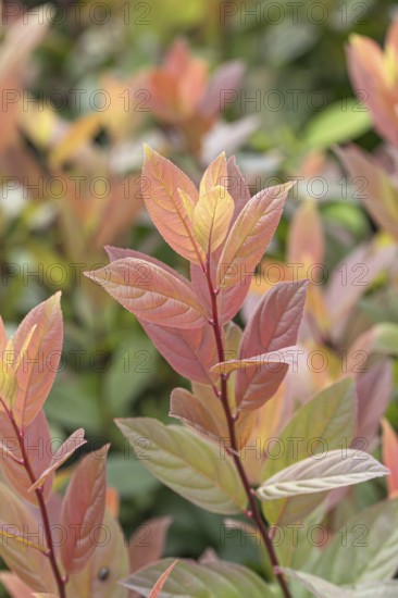 Itea virginica (Itea virginica SCENTLOVE), BS Sämann, Germany