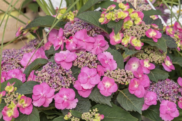 Plate Hydrangea (Hydrangea serrata FLAIR & FLAVOURS COTTON CANDY), BS Sämann, Germany