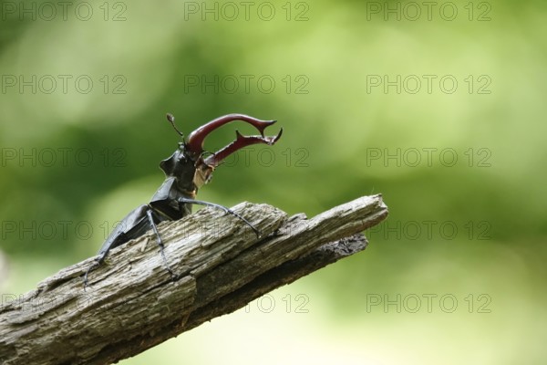 Fascinating stag beetle (Lucanus cervus), insect of the year 2012, June, Saxony, Germany