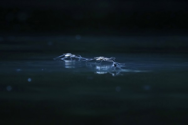 Insect Water strider (Gerridae) on a river, June, Saxony, Germany