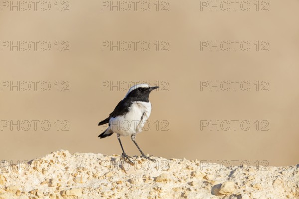 Black-backed Wheatear, Black-backed Wheatear, Basalt Wheatear, (Oenanthe lugens), Animals, Birds, Wheatear, Near Mitze Ramon Crater, Mitzpe Ramon, HaDarom, Israel