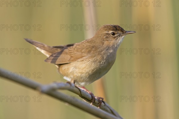 Reed warbler, (Locustella luscinioides), Locustelle luscinioïde, Animals, Birds, Songbirds, Family of warblers, Eich-Gimbsheimer Altrhein, Worms district, Rhineland-Palatinate, Federal Republic of Germany