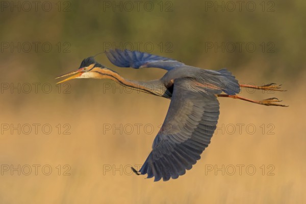 Purple Heron, (Ardea purpurea), animals, birds, heron family, flight photo, side view, Wagbach Lowlands, Everglades National Park, Florida, USA