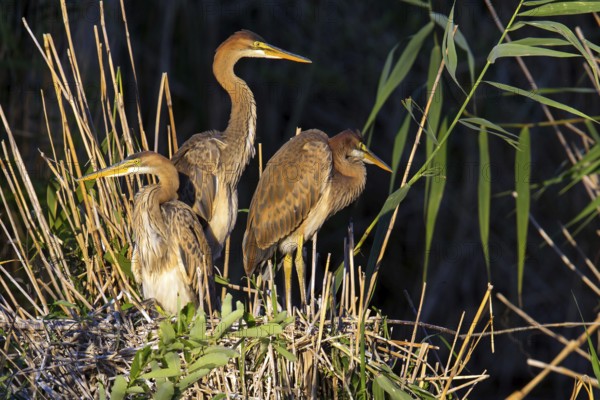 Purple heron, (Ardea purpurea), animals, birds, heron family, three herons at the nest, young birds, Wagbachniederung, Baden-Württemberg, Germany