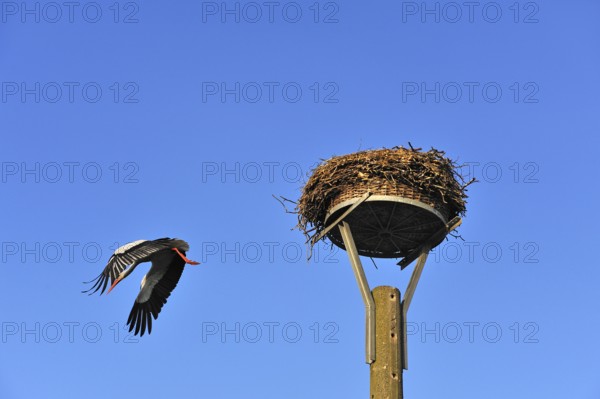 White stork (Ciconia ciconia) leaving its nest against blue sky, Kuhlrade, Mecklenburg-Western Pomerania, Germany