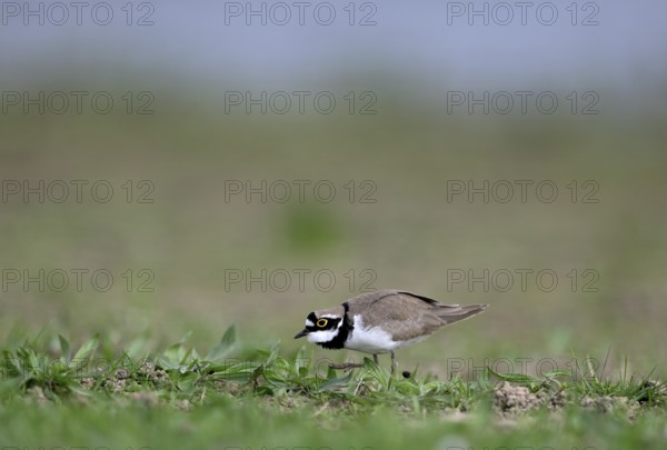 Little Ringed Plover (Charadrius dubius), Lower Rhine, North Rhine-Westphalia, Germany