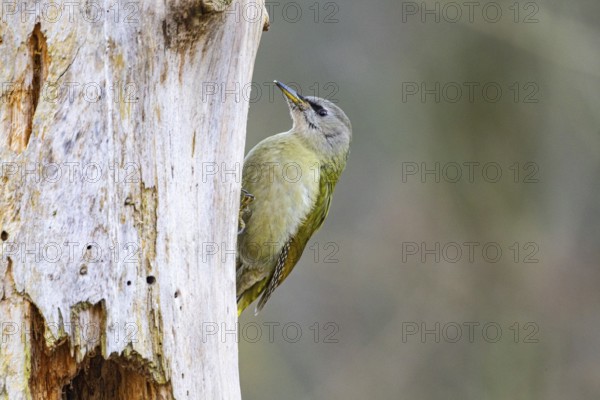 Grey-headed Woodpecker (Picus canus) wbl Germany
