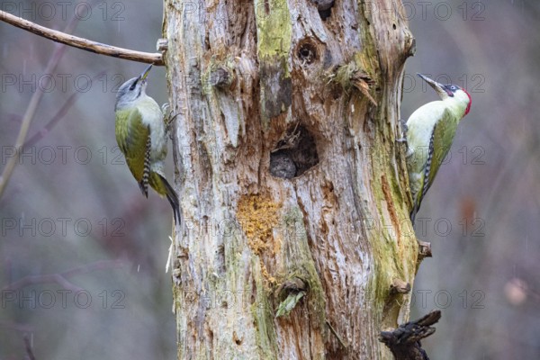Grey-headed Woodpecker (Picus canus) wbl and Green Woodpecker (Picus viridis) ml Germany