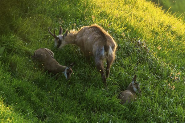 Chamois with two fawns on a steep meadow in the light of the setting sun, chamois, chamois, (Rupicapra rupicaprae), wildlife, Vosges, France