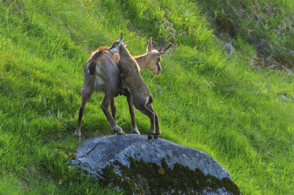 A chamois and her fawn standing on a moss-covered rock in a green meadow under sunshine, chamois, chamois, (Rupicapra rupicaprae), wildlife, Vosges, France