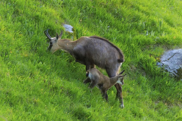 A chamois with its young in a meadow, chamois, chamois, (Rupicapra rupicaprae), wildlife, Vosges, France