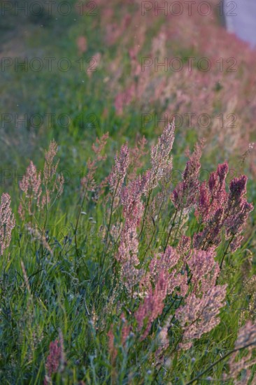 Meadow in spring in the evening light, Germany