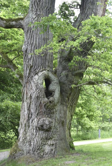 Old English oak, German oak, Eichenbrüder, (Quercus robur) in Putbus Castle Park, Rügen, Mecklenburg-Western Pomerania, Germany