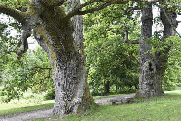 Old English oak, German oak, Eichenbrüder, (Quercus robur) in Putbus Castle Park, Rügen, Mecklenburg-Western Pomerania, Germany